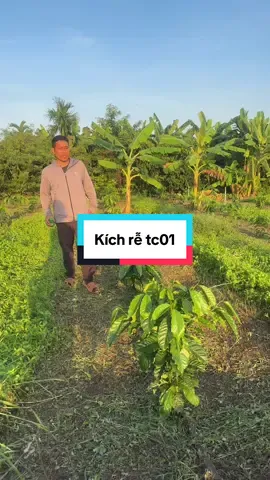 Kích rễ cây trồng mạnh mẽ bằng cách xịt tc01