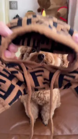 áo cho cún#chó #thucung #xuhuong #quanaothucung #xybca 