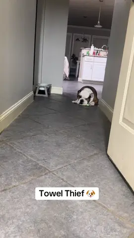 Give It! 🐶 #fyp #englishbulldog #dogsoftiktok 