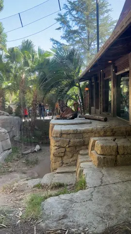 rawr ig #tiger #zoo #aza  #conservation 