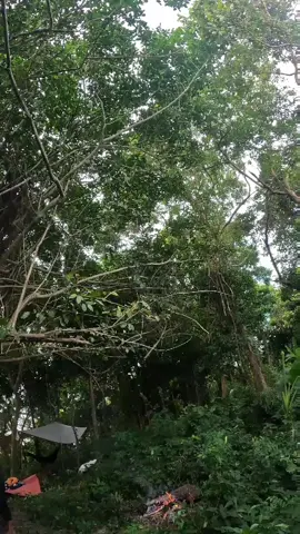 ទិដ្ឋភាពទាំងមូល នៃអតីតសំណង់អគារប៉ុស្តិ៍យាម ដែលសាងសង់ ក្នុងកំឡុងសម័យខ្មែរក្រហម ដើម្បីមើលទូកសត្រូវឈ្លានពាន និងការពារដែនទឹកសមុទ្រ កោះមួយចំនួន ដែលសិទ្ធិ នៅក្នុងខេត្តកំពត និងខាងកែប ទីតាំងមួយកន្លែងនេះ ស្ថិតនៅលើកំពូលភ្នំ កោះទន្សាយ ដែលកម្រមានបងប្អូន និងទេសចរណ៍ ឡើងទៅដល់ពីព្រោះនៅលើកំពូលភ្នំផ្លូវឡើងទៅកាន់លើកំពូលភ្នំ គឺចោទខ្លាំង ។  ទស្សនារីករាយនិងតាមដានទស្សនាវីដេអូជាបន្តបន្ទាប់ ។