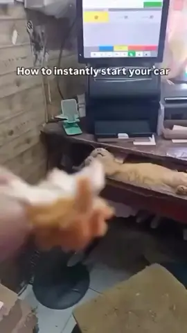 #fyp #foryoupage #chat #animals #CapCut 