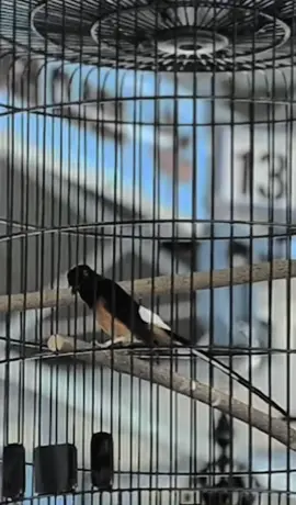 Murai Batu Zeus #pesutsf #samarinda 