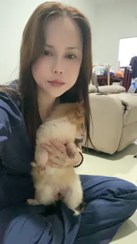 กว่าจะจับตัวได้ต้องหลอกล่อ#ปอมเมอเรเนียน #หมาแสนรู้ #หมาน้อยน่ารัก #สัตว์เลี้ยงน่ารัก #คนรักหมา 