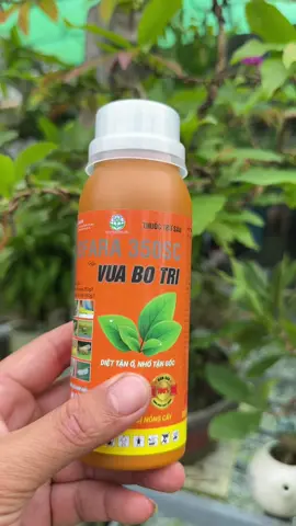chế phẩm sinh học phòng trị bọ trỉ#shopquocbinh #phanbon #chephamsinhhoc #vuabotri #botri 