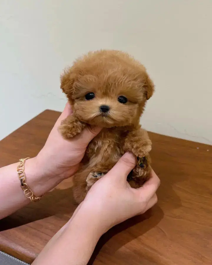 Meet Bear Girl – 9 Weeks Old Teacup Maltipoo 🐾✨ Name: Bear Girl✨ Breed: Teacup Maltipoo (Maltese × Toy Poodle)✨ Age: 9 Weeks✨ Current Size: Teacup – very petite, weighing around 1.5–2 lbs at this age (expected to remain tiny as an adult).✨ Coat: Soft, fluffy teddy-bear style coat in a delicate mix, hypoallergenic and low-shedding.🌟 Temperament & Personality• 🧸 Affectionate Teddy Bear – Bear Girl is a true cuddle bug who loves being held, snuggled, and doted on.• 🐾 Playful Explorer – At 9 weeks,