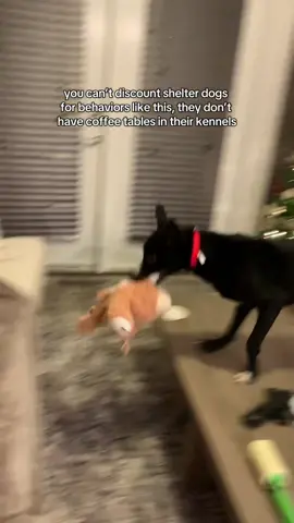 Axel has been in the shelter since September 🥲 day 1 at home and I would expect nothing less, these dogs need time to adjust and decompress from the stressful shelter life! Axel is available for foster or adoption through Charlotte - Mecklenburg ACC, profile linked in my bio!!! #shelterdog #adoptme #dog