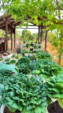 กวางตุ้งดอกไม้ไฟ เรียกอีกอย่าง #กวางตุ้งญี่ปุ่น 