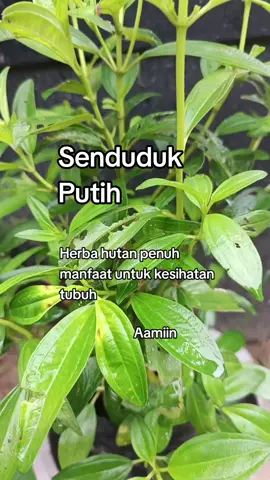 Salam sejahtera #kongsibersama #semuaorang #sahabat #fypシ #foryou 