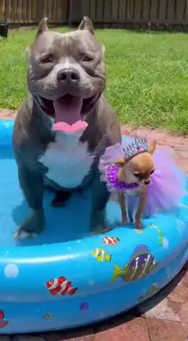The Queen Fell in the Pool 👑 And She Blamed the Pitbull 😂 She tried to act like a queen… until she slipped into the pool. The Pitbull’s reaction is priceless! #funnydogs #dogshorts #pitbullandchihuahua #funnyanimals #dogcomedy