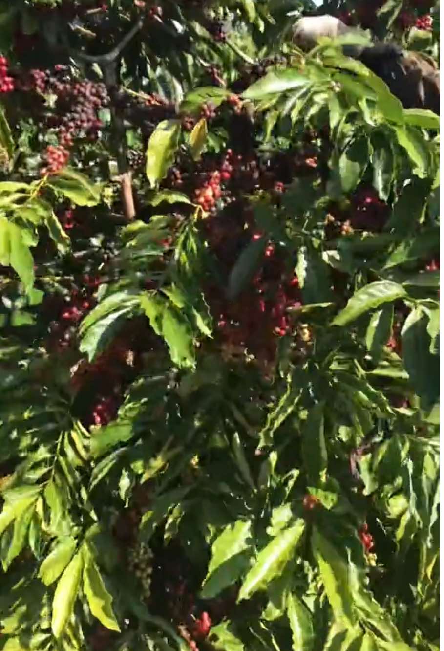 sang năm cành đâu mà ra quả