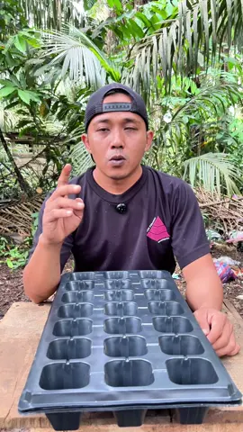 Tray semai benih#pottraysemai#traysemai 