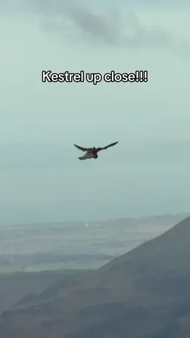 Have you ever seen a kestrel this close! #birds #countryside #nature #wildlife #fyp 