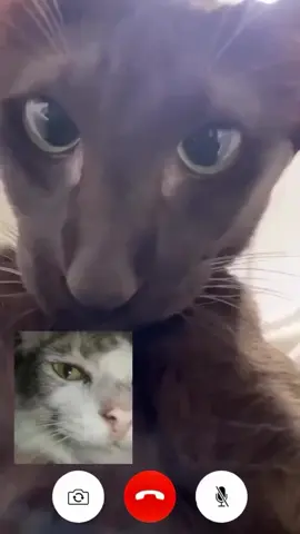 apalah malah VC ni kocheng #cats #kucing #humor #shitpost #memeindonesia 