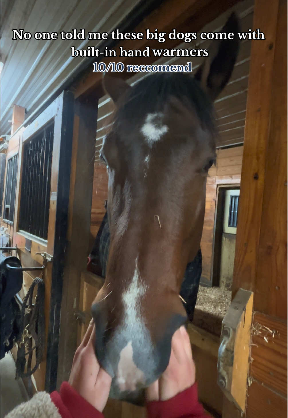 toasty hands 😛 #horses #cold #equestrian 
