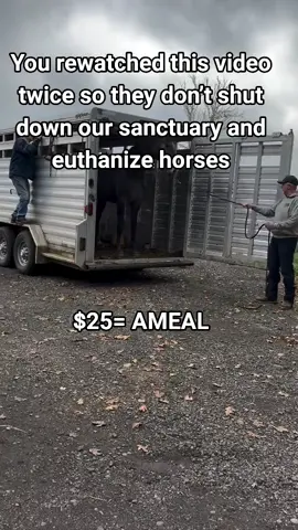 Every kind comment would mean a world to me #viralforgood #horseshelter #horselife #fypシ゚ #horsesontiktok 