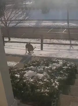 Dogs hate the cold #dog #funnydog #dogs #funnyvideos #fyp 