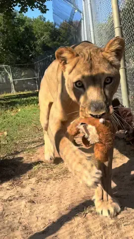 Co-workers who roar > co-workers who snore #fyp #viral #zootok #zookeeperlife #animalvideos #lionlove #gulfbreezezoo #wildlife