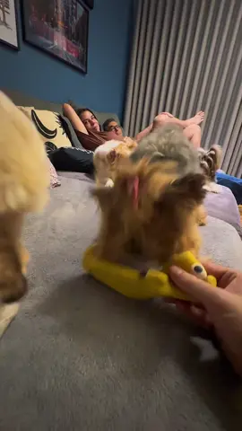 Só pra extravasar…  • • • #yorkshire #cachorros #comedia #humor 