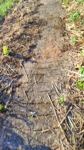 ဆောင်းရာသီဝင်ပြီ အချစ်ရေ 🌨️🩷 အတူပြန်ဆုံတဲ့နှစ်မှ အတူတူသွားမယ်နော် 🫂❄️