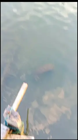 🤩🤩🤩 #maraja_rj #fyp #pelautpunyacerita⚓ #pagaekajangkassi #fyppppppppppppppppppppppp 