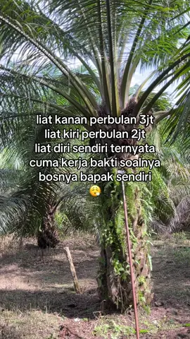 🗿🗿 #petanisawit #KULIGANK #petanimuda 