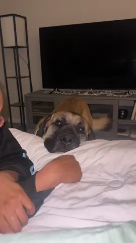 Look at that face!! 🙄😂😂😂 #mastiffsoftiktok #fyp #pleasegrandma 