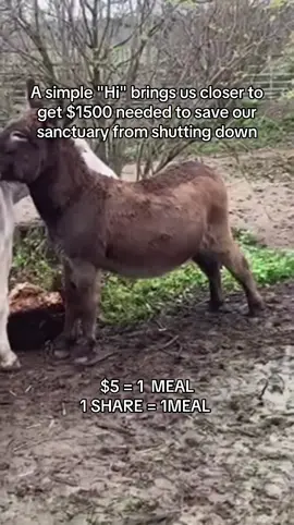 Every kind comment would mean a world to me #donkeys #donkeysoftiktok #usa_tiktok #usadonkey🇺🇸 #unitedstates 