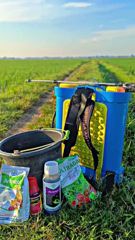 Penyepraian Nutrisi padi usia 10 hst.. @Ojekofficiall @petani asgar  #petanimilenial #fyp #petanimuda 