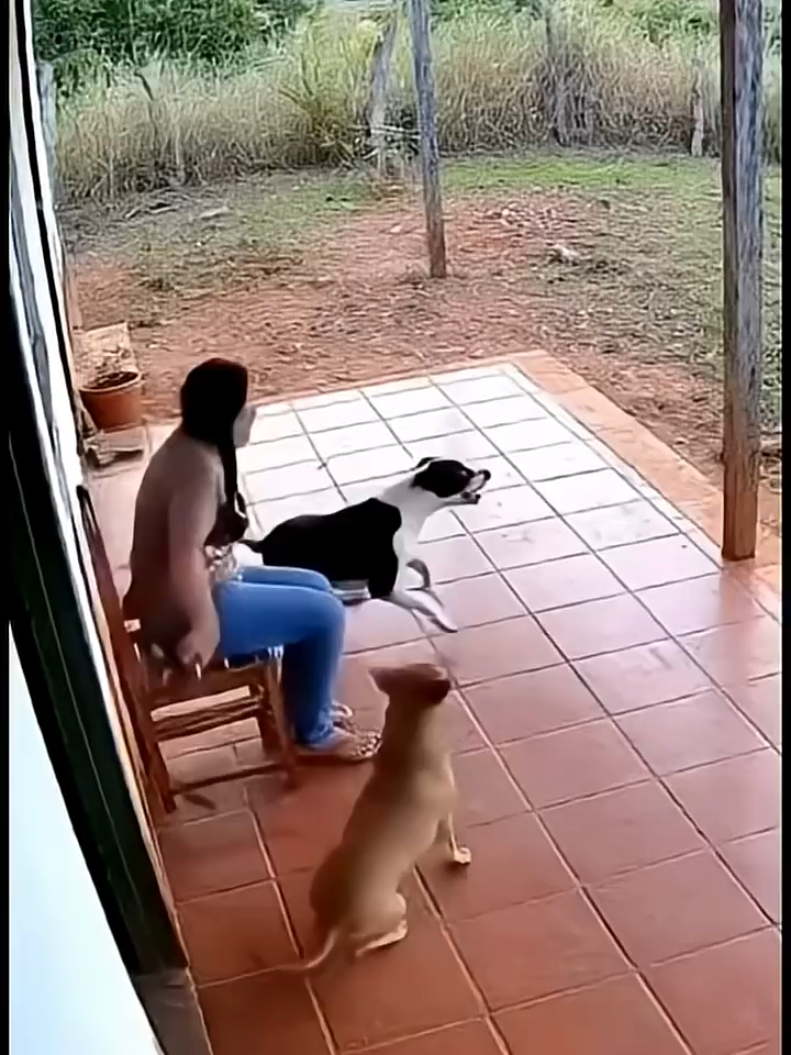 Cachorros salva mulher de ataque de onça-pintada  https://s.shopee.com.br/5Akiv7bnbd 😱 #funny #love #instagood #photooftheday #fashion #beautiful #happy #tbt #cute #picoftheday #art #photography #like4like #memes #memesbrasileiros #rir #shortsreels #shortfilm #shortsviral #shortsfeed
