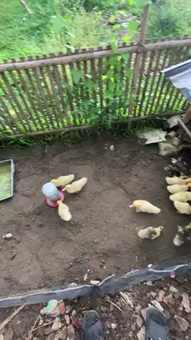 pagii bolo #peternak #entok #perternakmuda #promomakanharian #fyp #masukberanda 