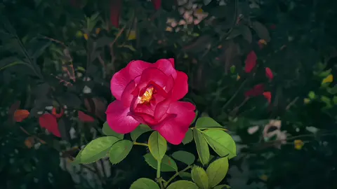 যত্ন করতে জানলে রাস্তার পরে থাকা ফুল ও সুন্দর দেখায়❤️‍🩹💐#fyp #foryou #foryoupage #vairal #trending @TikTok Bangladesh @TikTok @TikTokCreators_ID 