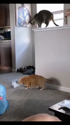 When you have two crazy cats 🐱#funnycats #catsoftiktiok #usfyp #pet #cat 