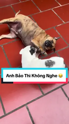 Anh Bảo Thì không Nghe 😂#xuhuong #yeuthucungtiktok❤️ #yeudongvat #thucung #dog 