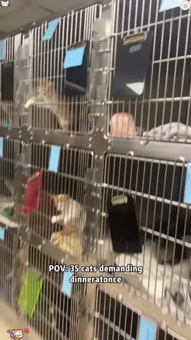 hungry kitten #funnycats #catvideo #catsoftiktok #foryou #funny #kitten #cat