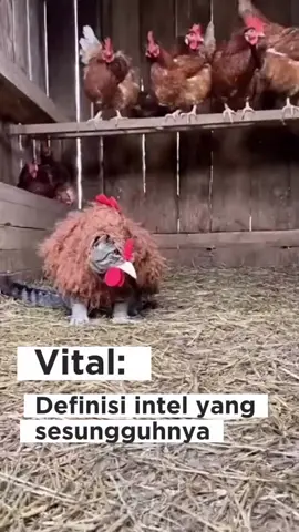 Kesal ayamnya tiap hari hilang 😂😻😻---@kucing.gembull @kucing_lucubanget_ @catssarebest#catmemes