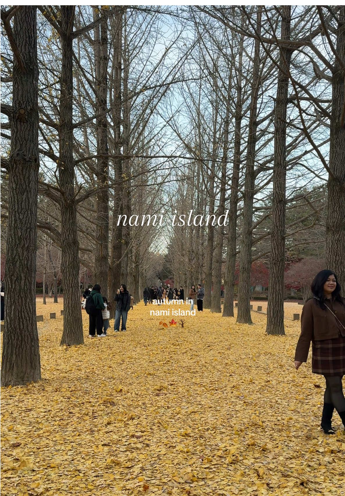visit Korea during the fall season bc LOOOKKK 🪾🍂🍁 🤎 #namiisland #autumnvibes #autumninkorea #koreainnovember #koreatrip 