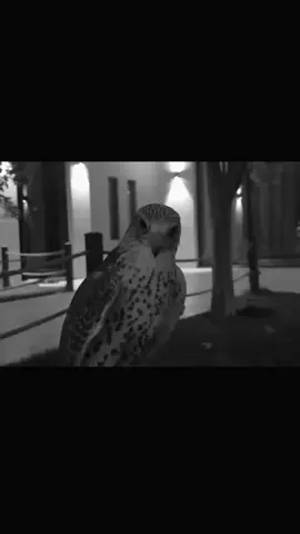 ًقــلـبـي مـعـاك يـا زيـن مـسـبـي                    #viral #fyyyyyyyyyyyyyyyy 