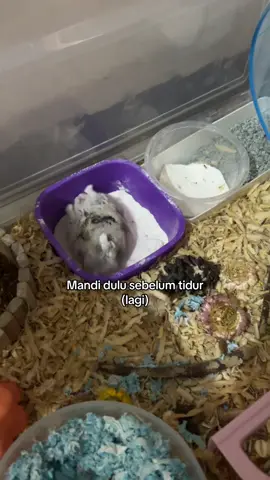 Perut kenyang, badan bersih, kandang wangi, waktunya tidur~    Makin hari makin gemes aja ini owewo 😂 #hamster🐹 #hamstercare #hewanlucu #masukberandafyp #fy 
