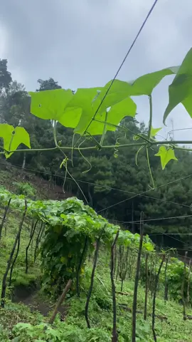 Riego Automático 💦😌