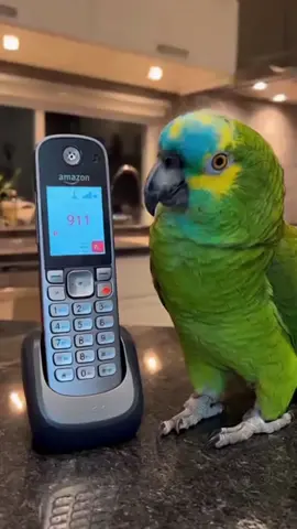 🦜The parrot called 911 because his food bowl was empty🤣#Animals #parrot #funny #pet #fyp 