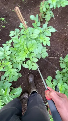 kurang puass 🫣#petaniindonesia🇮🇩🇮🇩🇮🇩🌿🌿 #petanimuda #petanikentang 