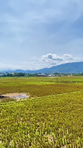 Arti dari tahed* permisi? tidumale google😑 #gorontalotiktok #gorontalo #memegorontalo 