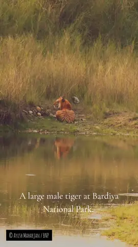 A large male tiger at Bardiya National Park. #bardiyanationalpark #wildtigers #tigers #bardiya 