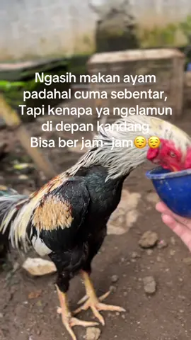 Seneng aja kalau lihat ayam makan#fyp#ayambangkok 