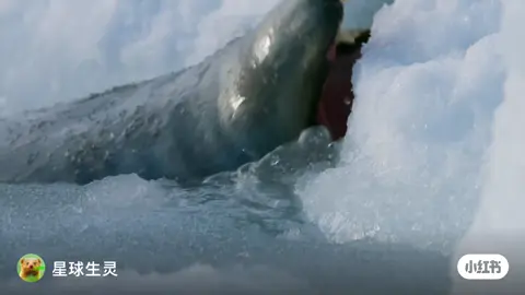 #搬運極地動物寫真 #母海豹與剛出生海豹幼崽