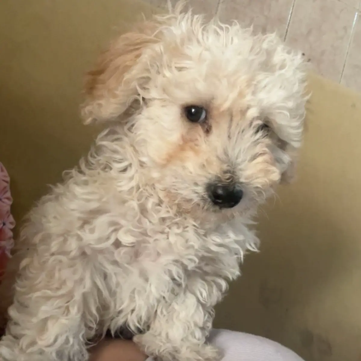 El era copito llego con muchos parasitos ahora se llama SAMUEL🥰 asi que estamos haciendo lo que sea para que siga jugando como el niño que es🥹💕