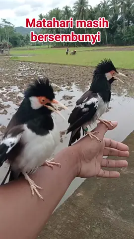 #semangatpagi #jalaksuren #jalak #pasarburungbratang #pasarburungbratangsurabaya 