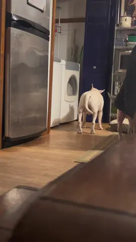 Fuji is declaring the weekend is over.#kabukisworld #goodnight