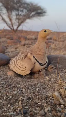 #لااله_الا_انت_سبحانك_اني_كنت_من_ظالمين 